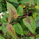 Persicaria microcephala List