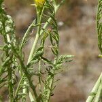 Sisymbrella aspera Leaf