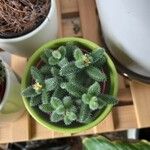 Delosperma echinatum 葉