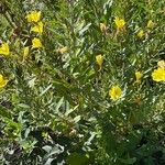 Oenothera villosa Frunză