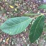 Juglans mandshurica Blad