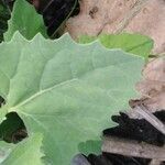 Atriplex sagittata Leaf