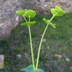 Euphorbia segetalis Rinde