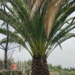 Phoenix canariensis Хабит