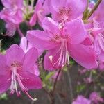 Rhododendron albrechtii फूल