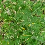 Lactuca muralis Fruit