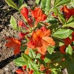 Rhododendron calendulaceum Likasa