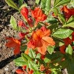 Rhododendron calendulaceum Folio