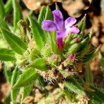 Verbena bracteata Blüte