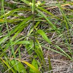 Sisymbrium orientale Folha