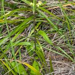 Sisymbrium orientale Leaf