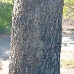 Ximenia americana 樹皮