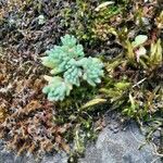 Sedum hirsutum Blad