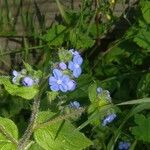 Pentaglottis sempervirens Flor