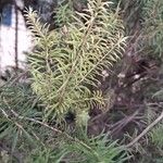 Melaleuca armillaris Lapas