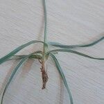 Cyperus rotundus 葉