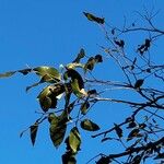 Eucalyptus tereticornis Leaf