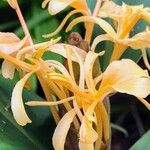 Hedychium flavescens 花