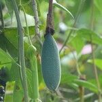 Passiflora tripartita ফল