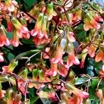 Kalanchoe manginii عادت داشتن