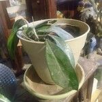 Hoya carnosa List