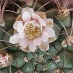 Gymnocalycium saglionis Flower