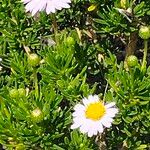 Felicia fruticosa Flor