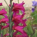 Gladiolus × byzantinus Blomst