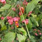 Euonymus europaeus Цвят