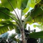 Heliconia latispatha Hoja