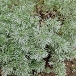 Artemisia schmidtiana Liść