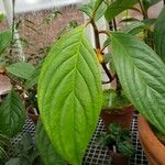 Drymonia coriacea Leaf