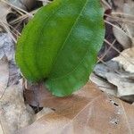 Tipularia discolor Levél