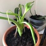 Albuca bracteata List