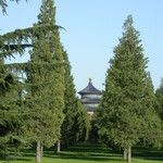 Juniperus chinensis Hábitos