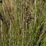 Juncus maritimus Ffrwyth