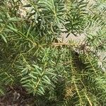 Podocarpus totara ᱥᱟᱠᱟᱢ