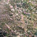 Rumex induratus ফুল