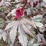 Hibiscus acetosellaLeht