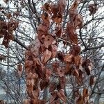 Koelreuteria paniculata Hábitos