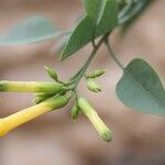 Nicotiana glauca Квітка