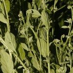Heliotropium procumbens Habit
