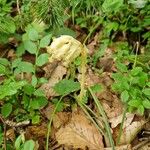 Monotropa hypopitys花