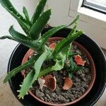 Aloe × nobilis