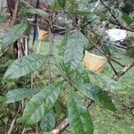 Quassia amara Hoja