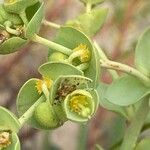 Euphorbia paralias Flor