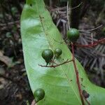 Tapeinosperma tchingouense Frugt