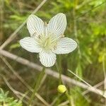 Parnassia glaucaKwiat