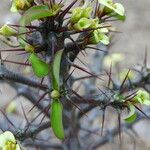 Euphorbia intisy ফুল