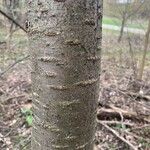 Prunus sargentii Bark